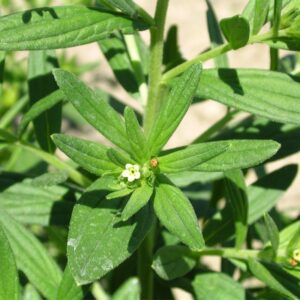 Grémil des teinturiers