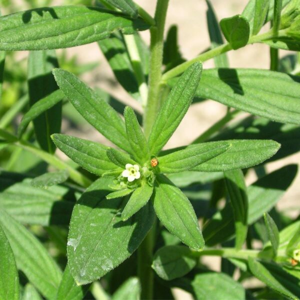 Grémil des teinturiers