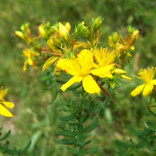 Sommités fleuries de millepertuis, utilisées pour produire des colorants naturels jaunes, verts et bruns sur laine et soie.