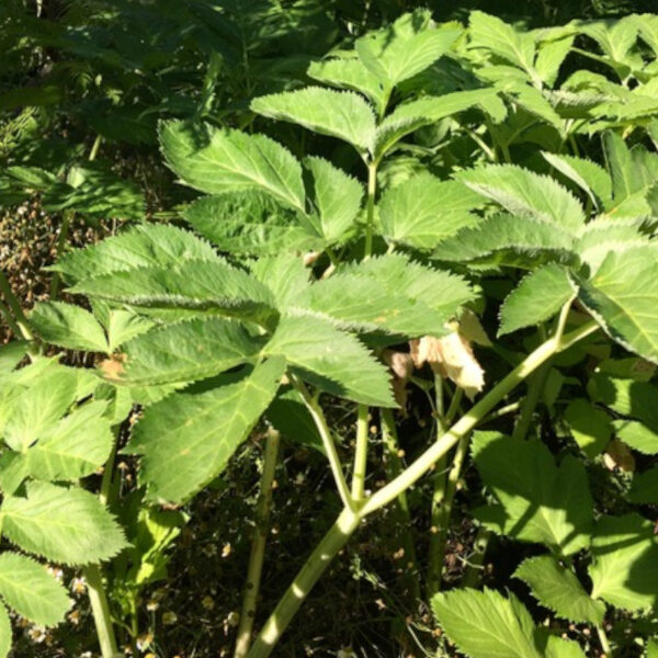 Angélique officinale Angélique officinale