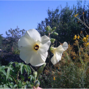 Hibiscus manihot Aibika, plante textile aux grandes fleurs jaunes