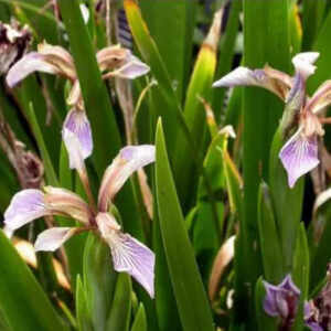Iris fétide, plante herbacée des Iridacées au feuillage odorant