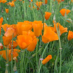 Racines orange du Pavot de Californie de la famille du pavot, utilisées pour teindre les fibres en jaune-orangé solide.