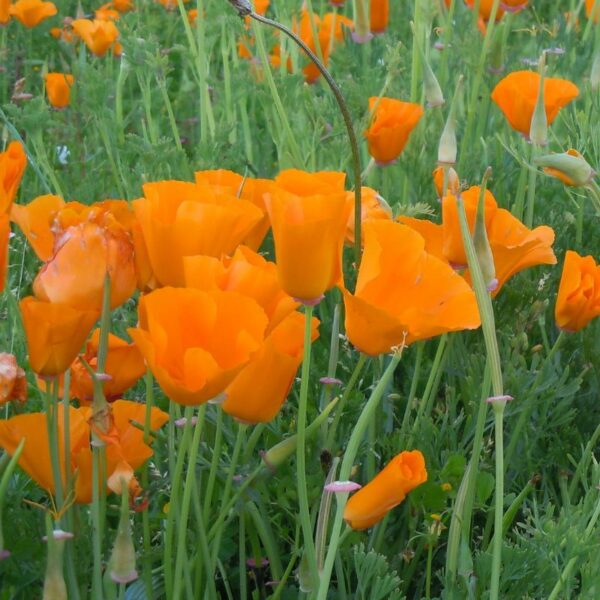 Racines orange du Pavot de Californie de la famille du pavot, utilisées pour teindre les fibres en jaune-orangé solide.