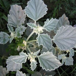 Plante rampante Croton des teinturiers aux feuilles utilisées pour produire un colorant naturel du bleu au rouge.