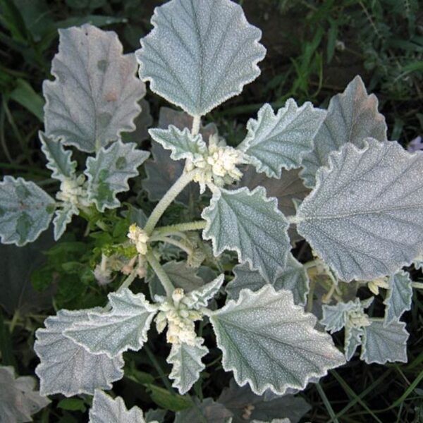 Plante rampante Croton des teinturiers aux feuilles utilisées pour produire un colorant naturel du bleu au rouge.