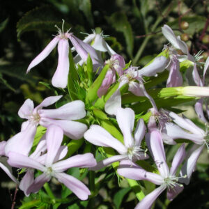 Plante vivace herbacée sauvage poussant en zone forestière ouverte, utilisée pour ses propriétés naturelles nettoyantes riches en saponine.