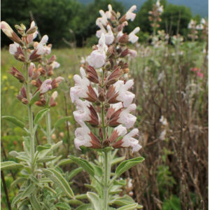 Plante vivace méditerranéenne aromatique et mellifère, utilisée en infusion, cuisine et teinture végétale jaune.