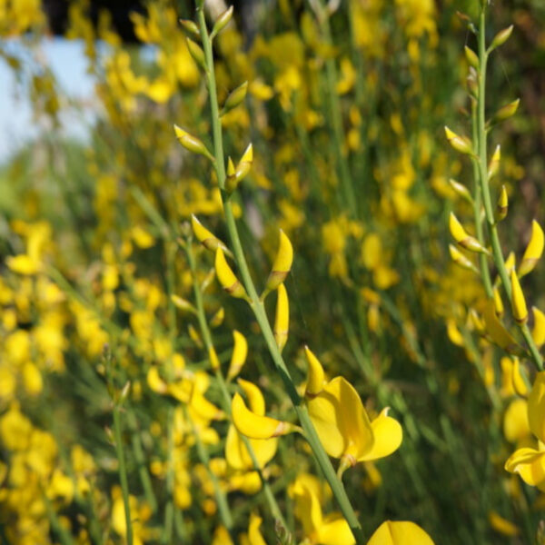 Le spartier à feuilles de jonc, plante méditerranéenne des Fabacées, offre des fleurs jaunes parfumées et des fibres autrefois utilisées pour cordes.