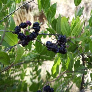 Corroyère à feuilles de myrte