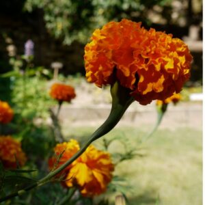 Fleurs de Rose d’Inde, utilisées pour produire un colorant alimentaire et teindre la laine en orange naturel.