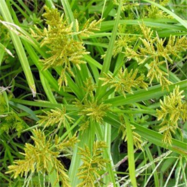 lante herbacée méditerranéenne de la famille des Cypercées avec tubercules comestibles et utilisée pour une teinture blond doré.