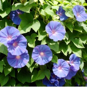 Ipomée annuelle grimpante à grandes fleurs en entonnoir