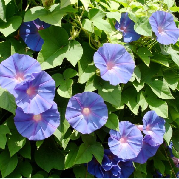 Ipomée en mélange Ipomée annuelle grimpante à grandes fleurs en entonnoir