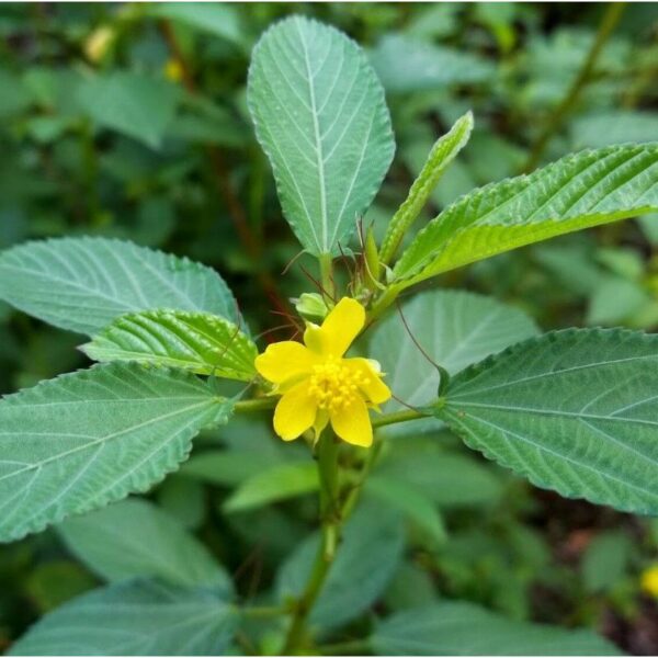 Plante textile Malvacée à petites fleurs jaunes