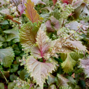 Feuilles de Pérille de Nankin (Shiso), plante aromatique japonaise utilisée pour produire un colorant alimentaire rouge framboise à violet.