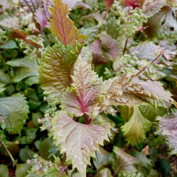 Feuilles de Pérille de Nankin (Shiso), plante aromatique japonaise utilisée pour produire un colorant alimentaire rouge framboise à violet.