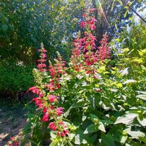 Plante vivace buissonnante aux fleurs colorées, utilisée pour produire des peintures naturelles aux teintes bleu à rose selon le pH.