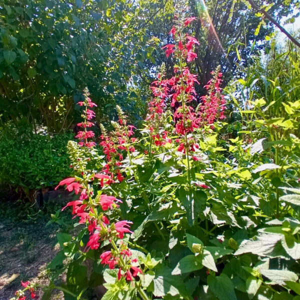 Plante vivace buissonnante aux fleurs colorées, utilisée pour produire des peintures naturelles aux teintes bleu à rose selon le pH.