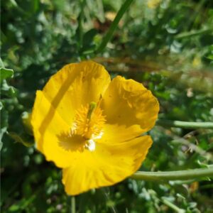 Pavot des sables au feuillage glauque bleu argenté, plante des dunes méditerranéennes utilisée pour un colorant jaune orangé.