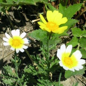 Chrysanthème des moissons