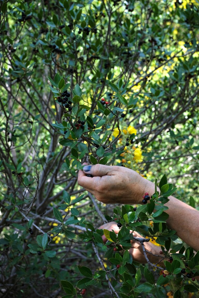 Le vert du nerprun, c’est maintenant