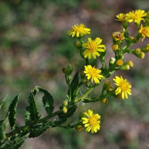 Fleurs jaunes utilisées pour la teinture de la laine