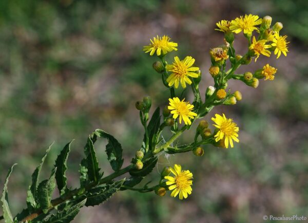 Fleurs jaunes utilisées pour la teinture de la laine