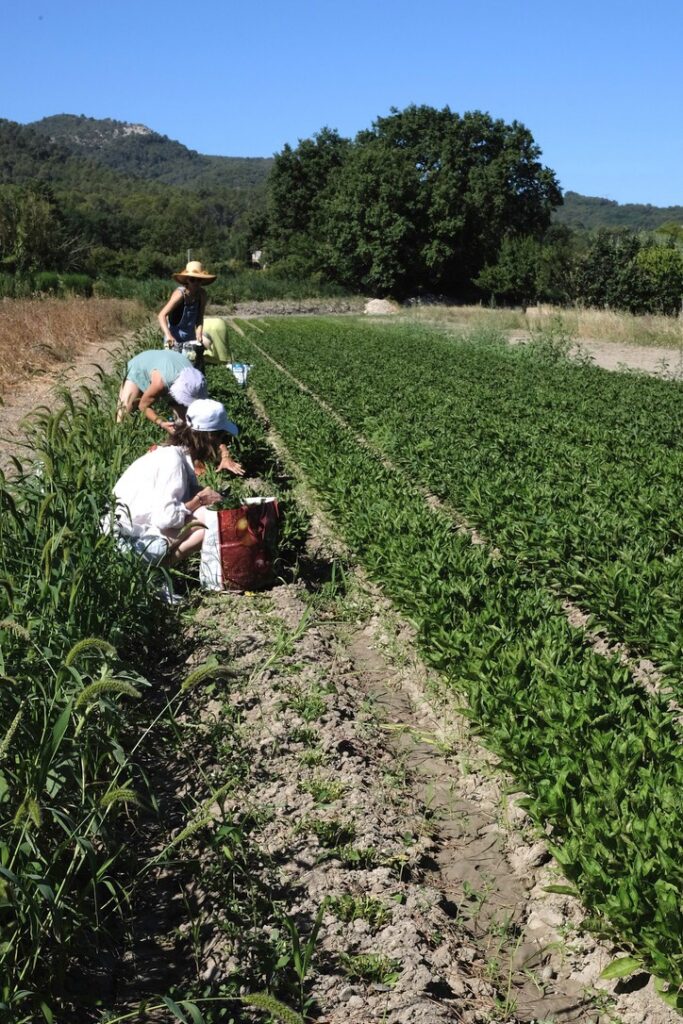 Récolte annuelle de persicaire