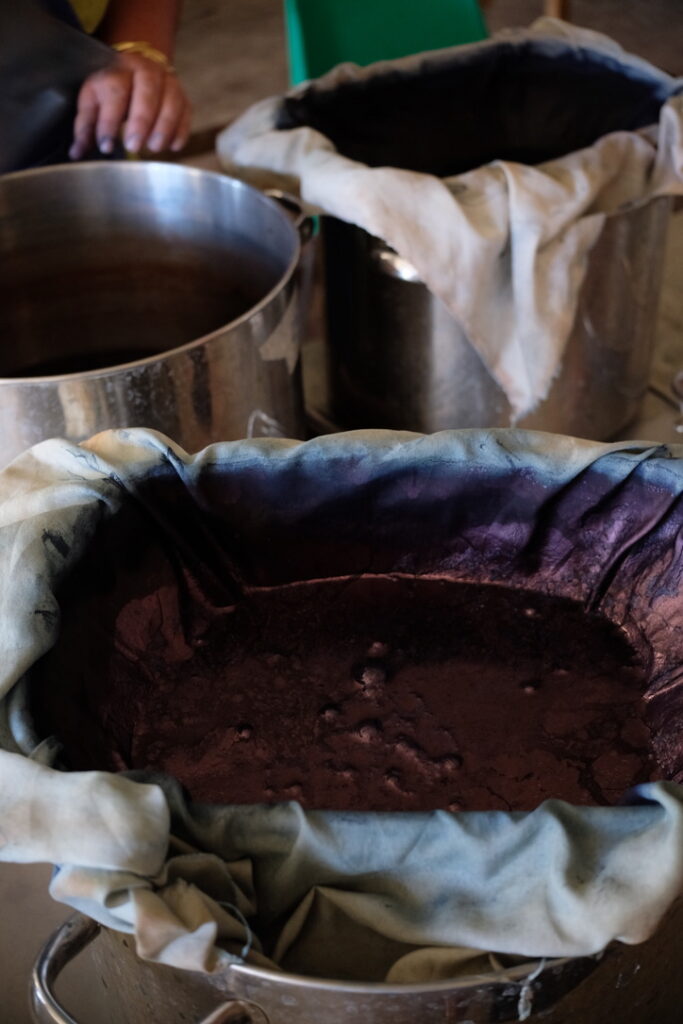 Récolte annuelle de persicaire