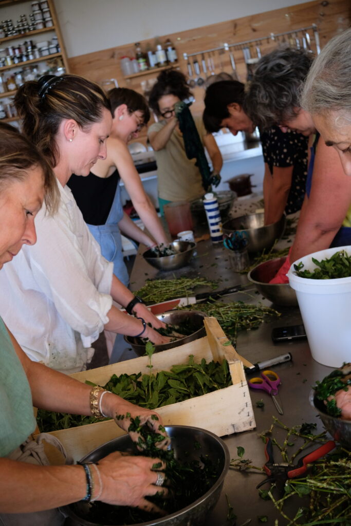 Récolte annuelle de persicaire