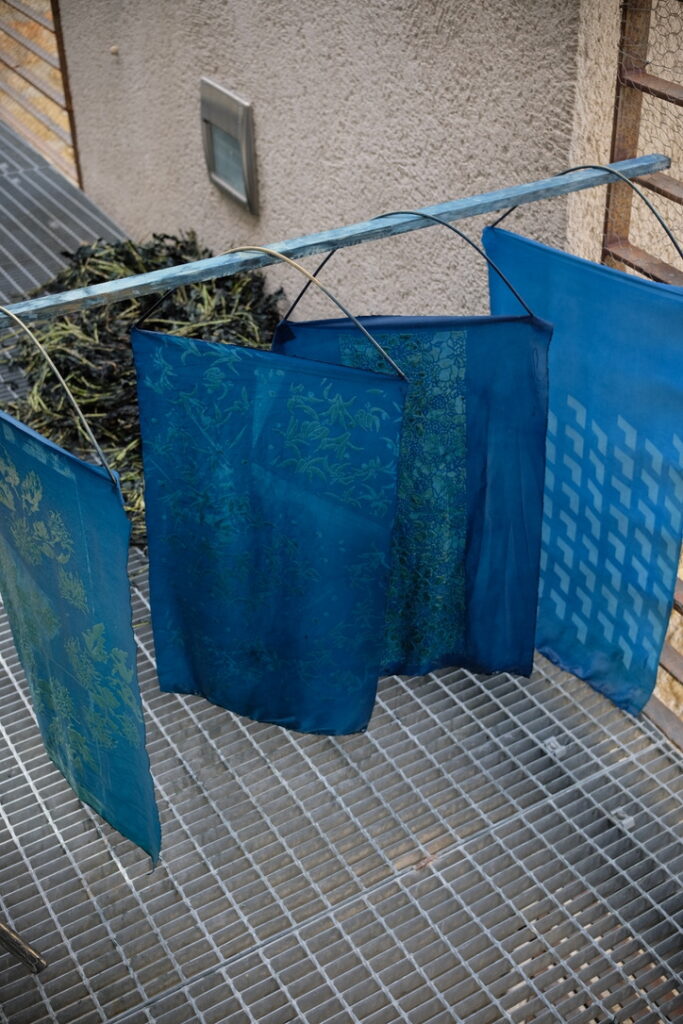 Récolte annuelle de persicaire