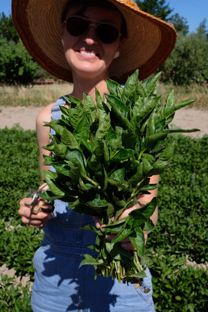 Récolte annuelle de persicaire