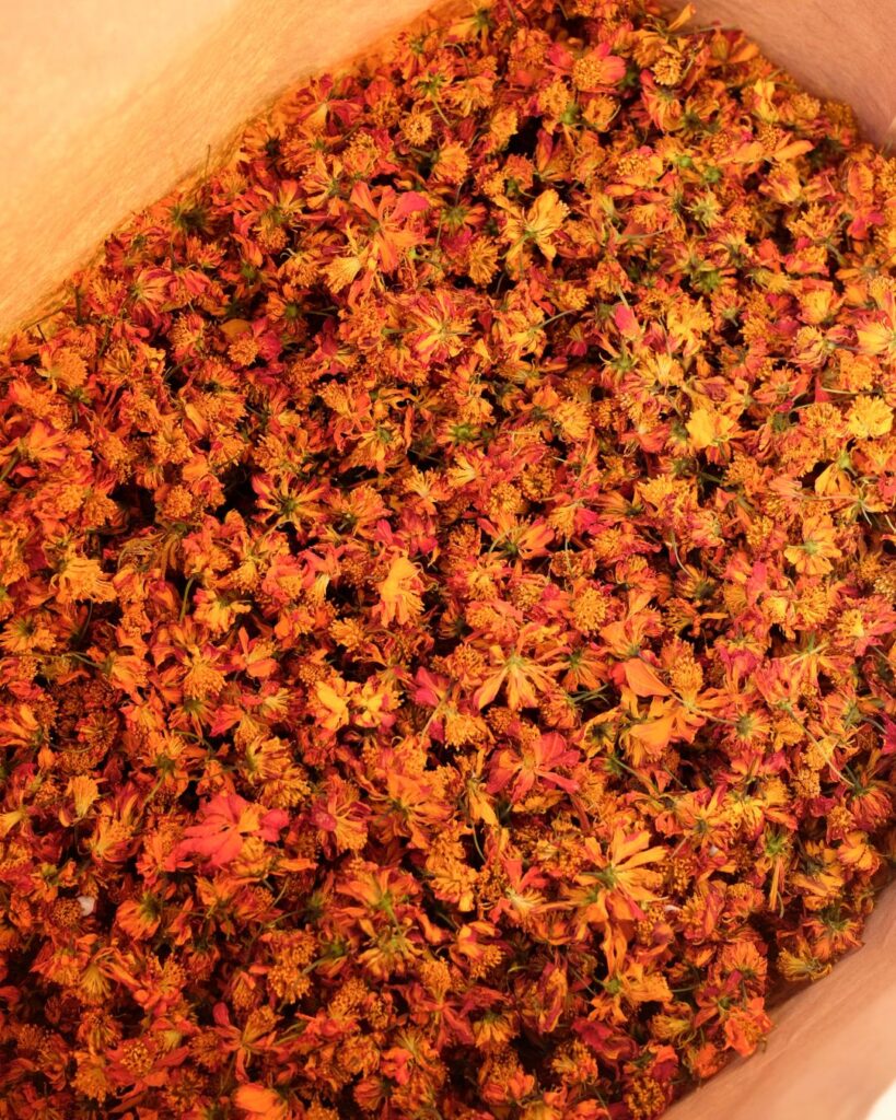 Cosmos sulfureux : une floraison d’été