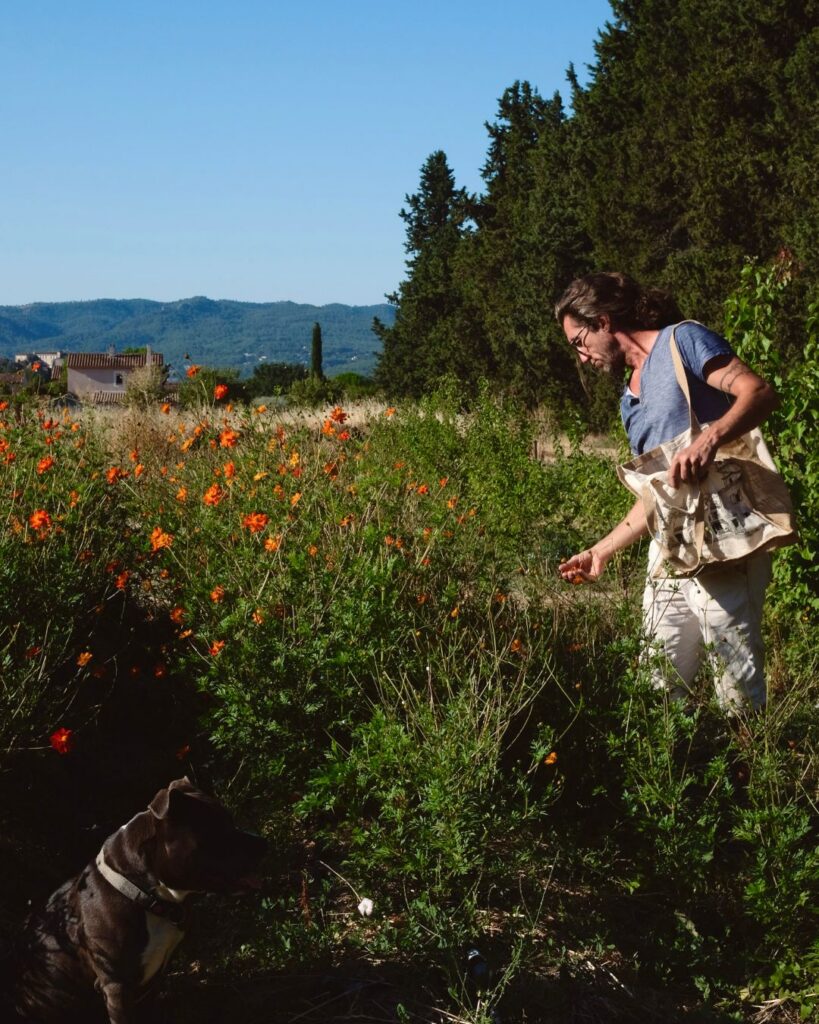 Cosmos sulfureux : une floraison d’été