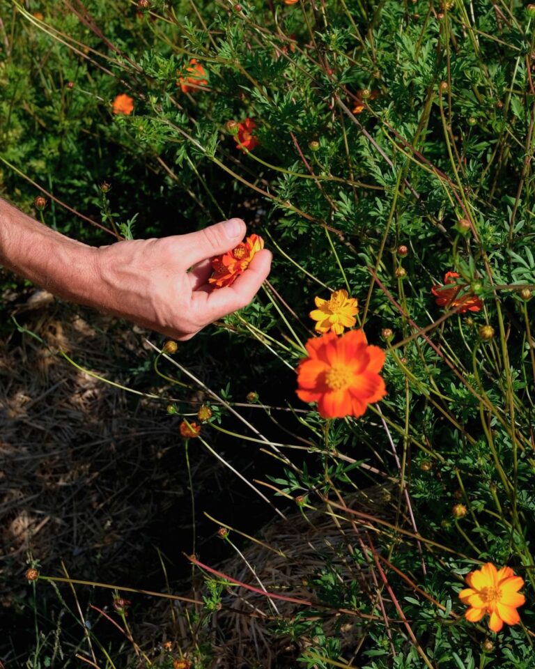 Cosmos sulfureux : une floraison d’été