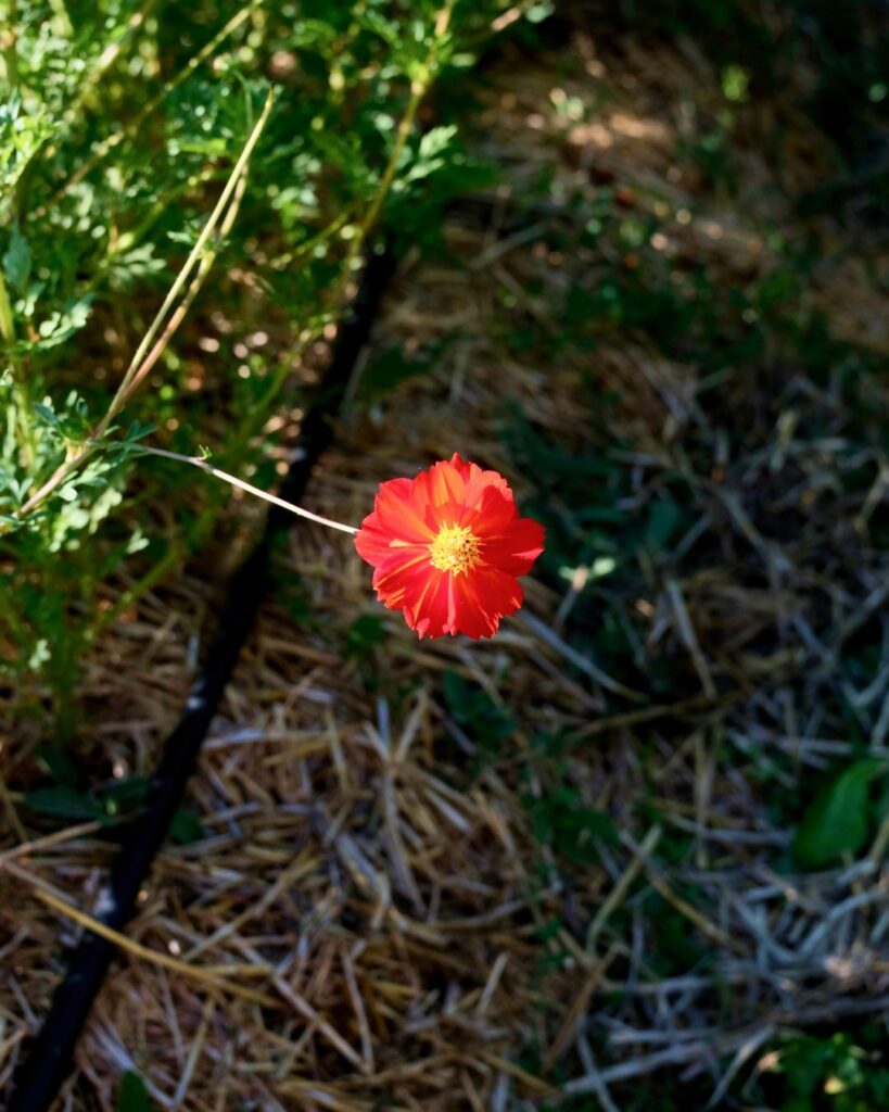 Cosmos sulfureux : une floraison d’été