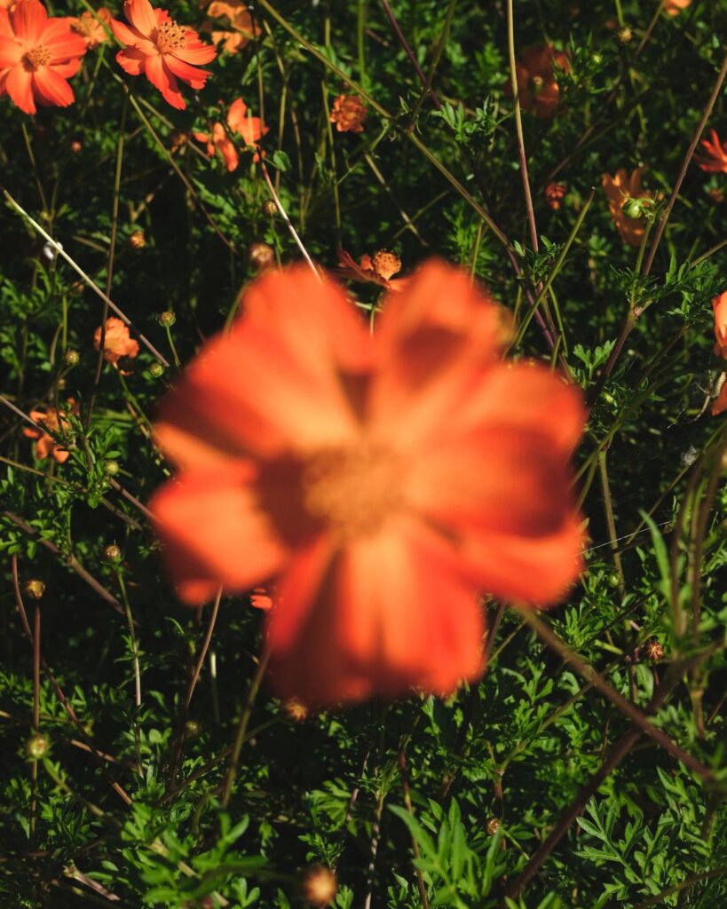 Cosmos sulfureux : une floraison d’été