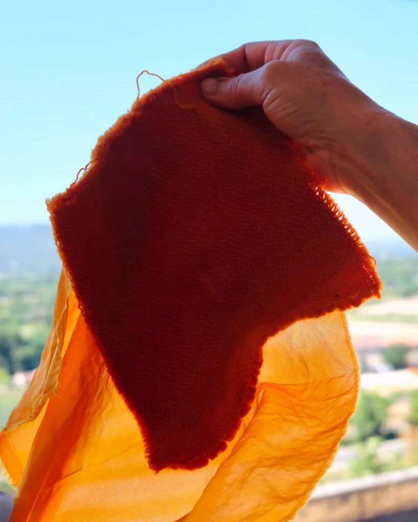 Cosmos sulfureux : une floraison d’été