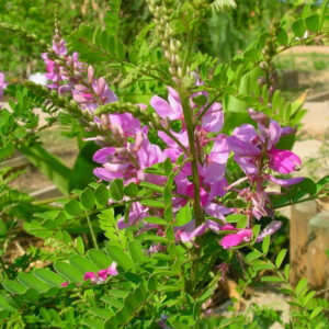 Indigotier des teinturiers