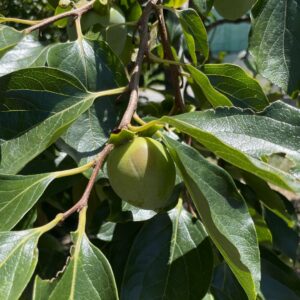 kakishibu-art-kaki-fermente-couverture-plante