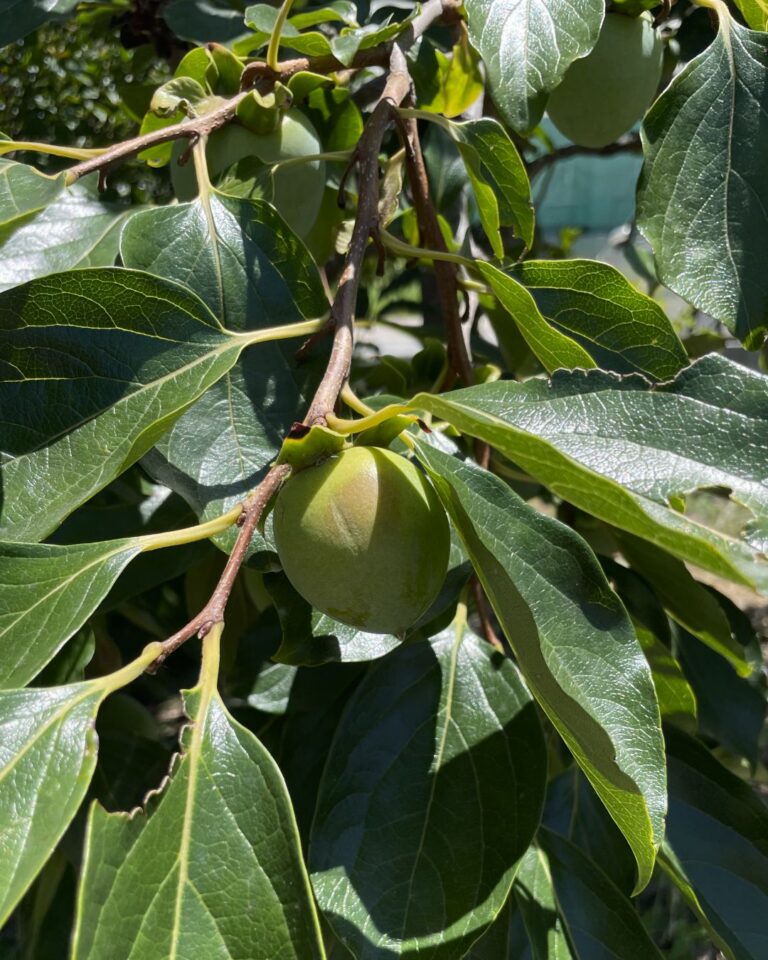 kakishibu-art-kaki-fermente-couverture-plante