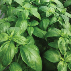 Basilic vert à grosses feuilles