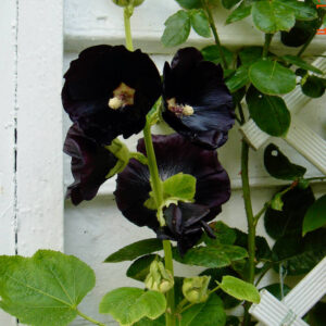 Rose trémière noire