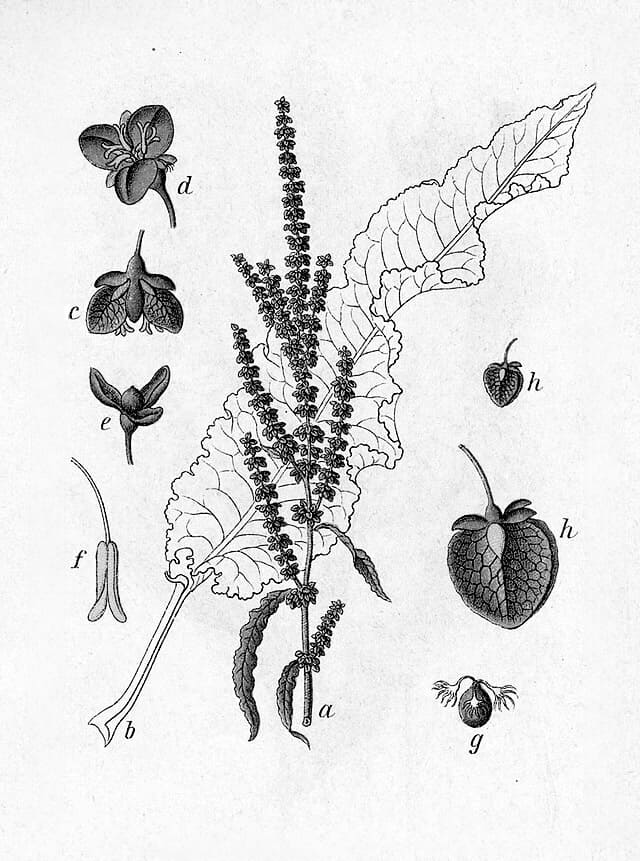 Le rumex crépu, allié du mordançage naturel